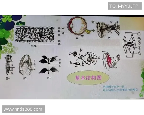 深圳乒乓球队技术解析：从基础训练到比赛策略的全面探讨